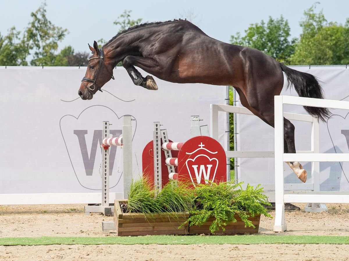 Westfaliano Stallone 2 Anni 170 cm Baio nero in Münster