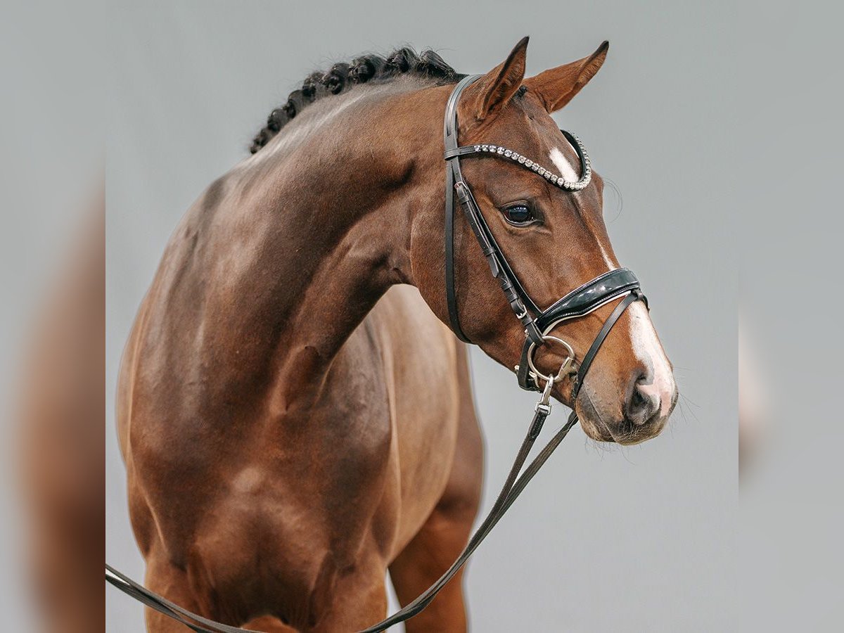 Westfaliano Stallone 2 Anni Baio in Münster-Handorf