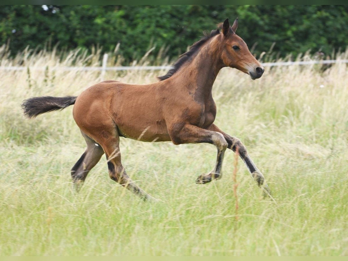 Westfaliano Stallone 2 Anni in Anröchte