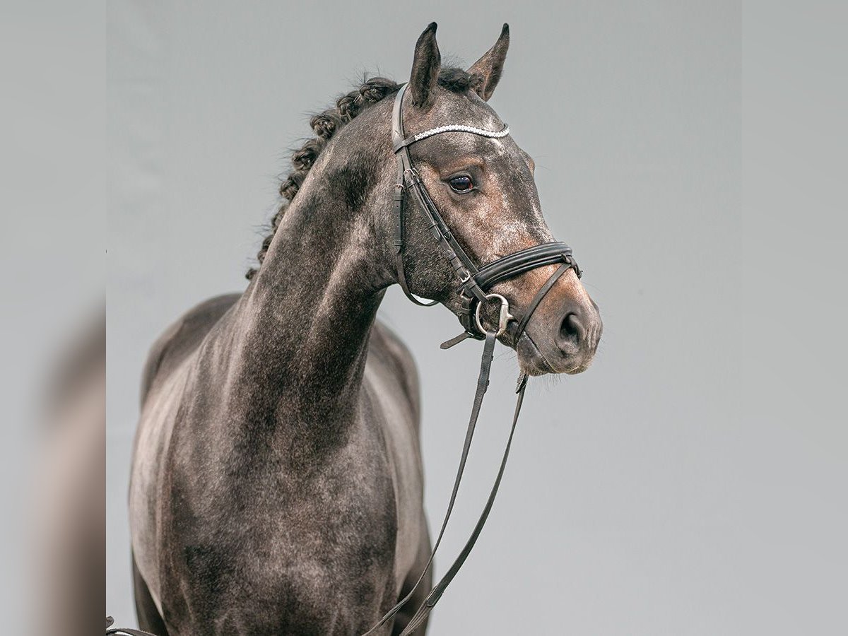 Westfaliano Stallone 2 Anni Grigio in Münster-Handorf