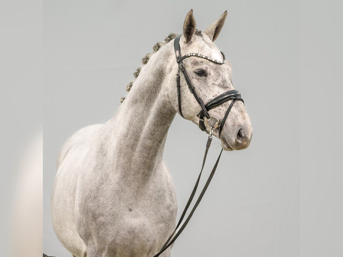 Westfaliano Stallone 2 Anni Grigio in Münster-Handorf