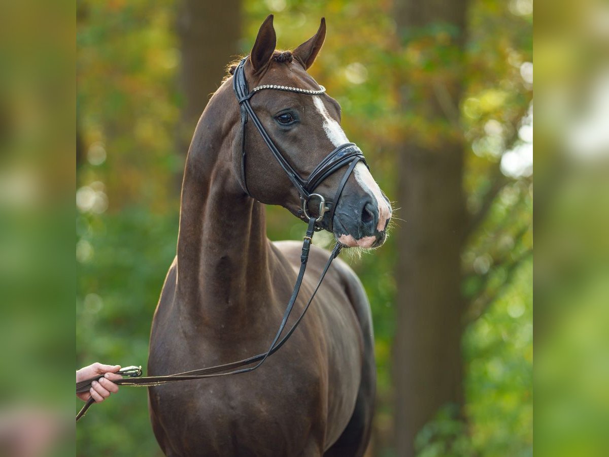 Westfaliano Stallone 2 Anni Sauro scuro in Pölchow