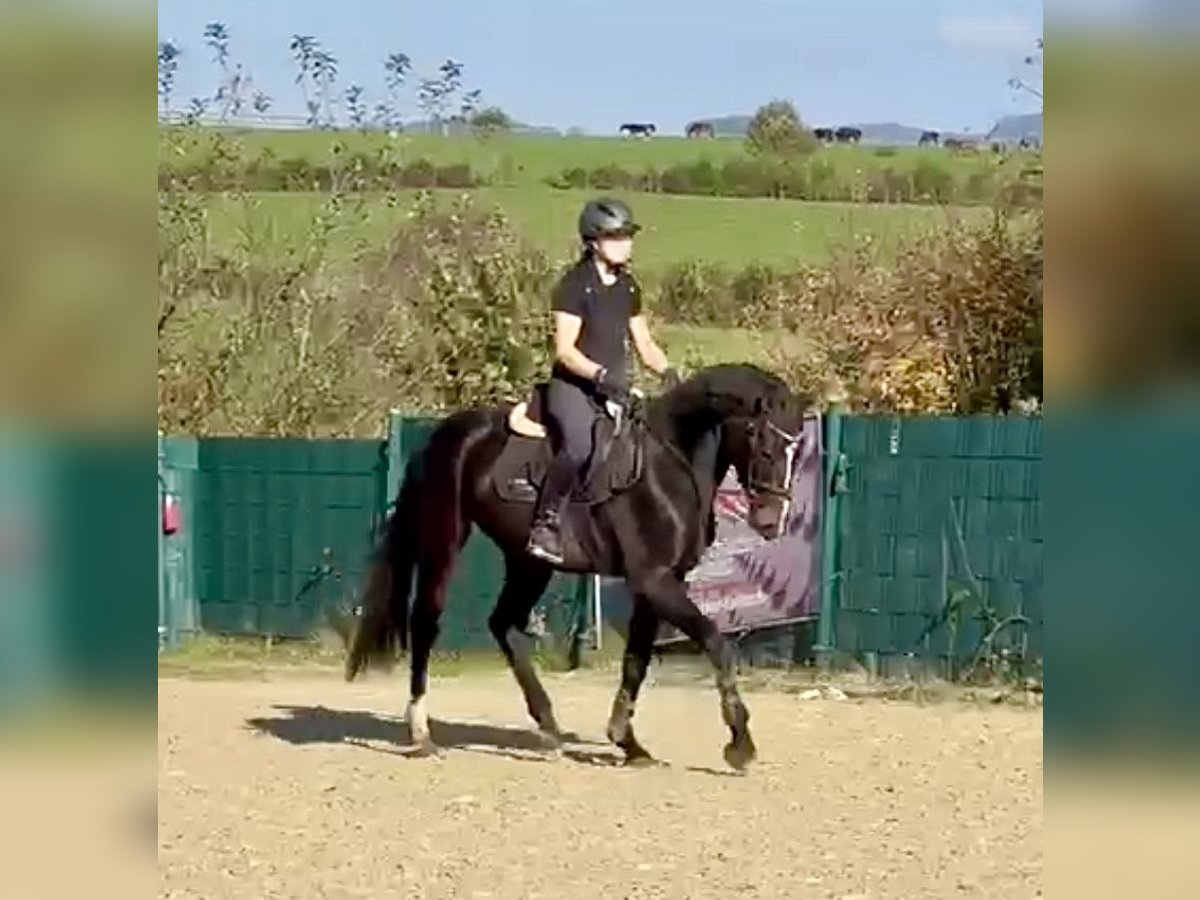 Westfaliano Stallone 3 Anni 160 cm Baio in Lindlar