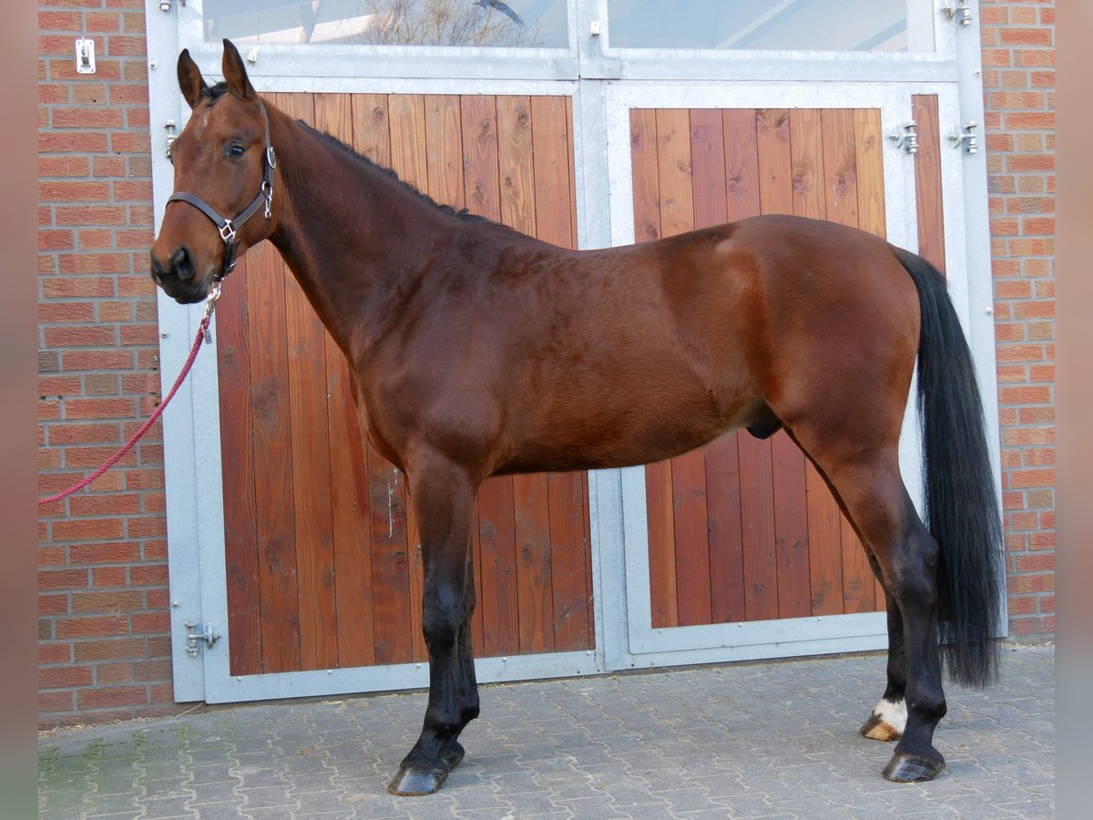 Westfaliano Stallone 3 Anni 164 cm in Dorsten