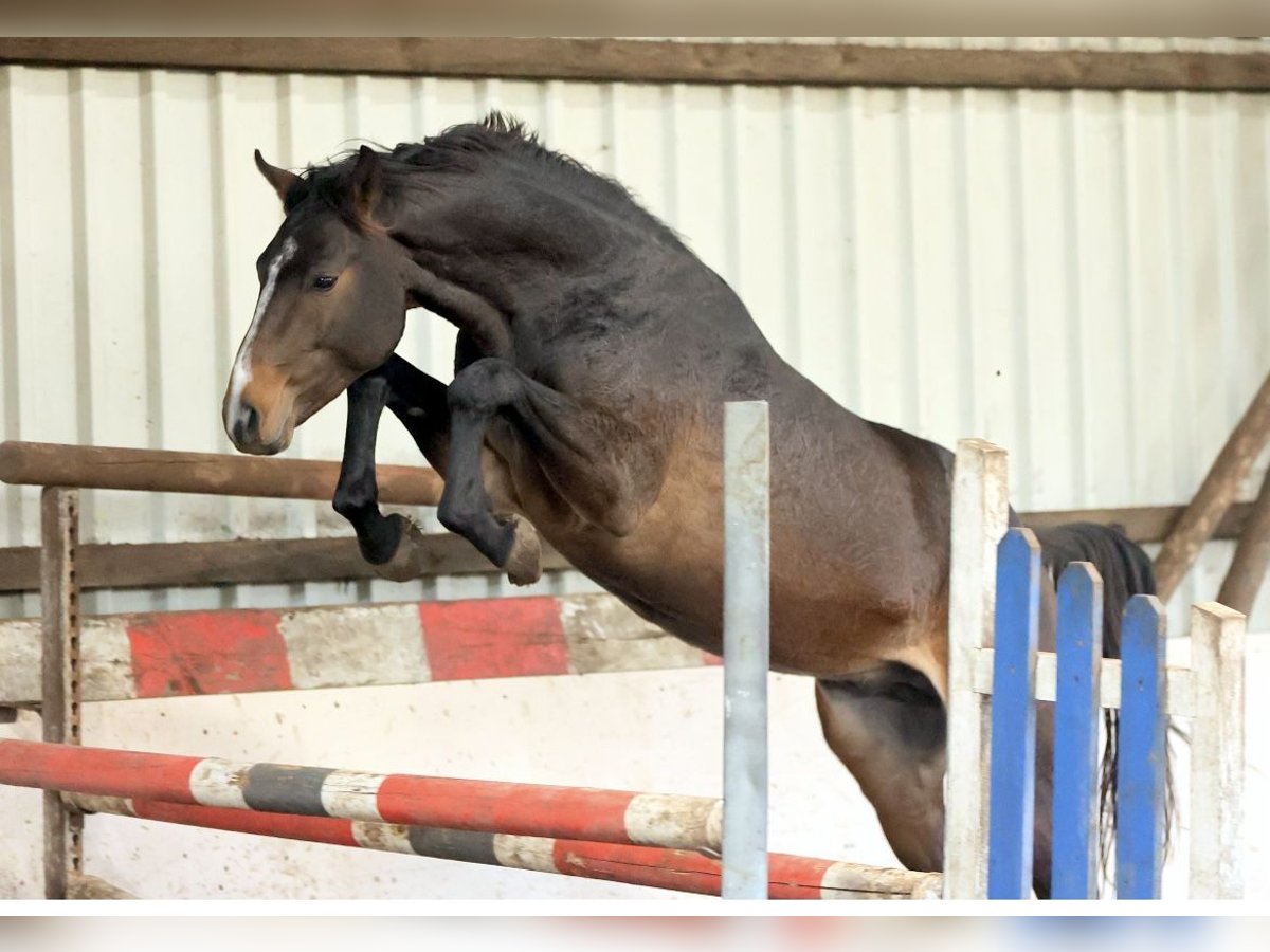 Westfaliano Stallone 3 Anni 168 cm Baio scuro in Horn-Bad Meinberg