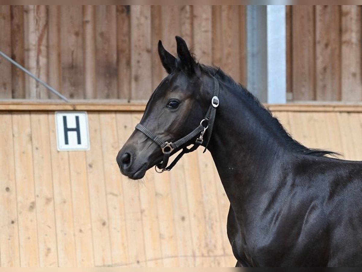 Westfaliano Stallone 3 Anni 172 cm Grigio ferro in Reichenwalde