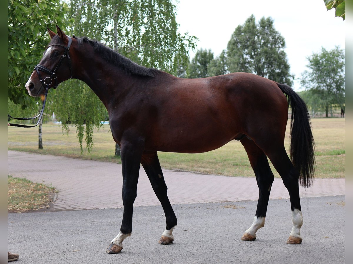 Westfaliano Stallone 3 Anni Baio scuro in GROTE-BROGEL