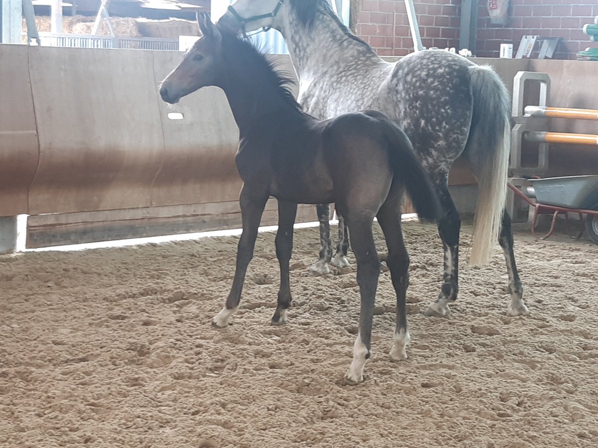 Westfaliano Stallone 3 Anni Grigio in Waldbr&#xF6;l