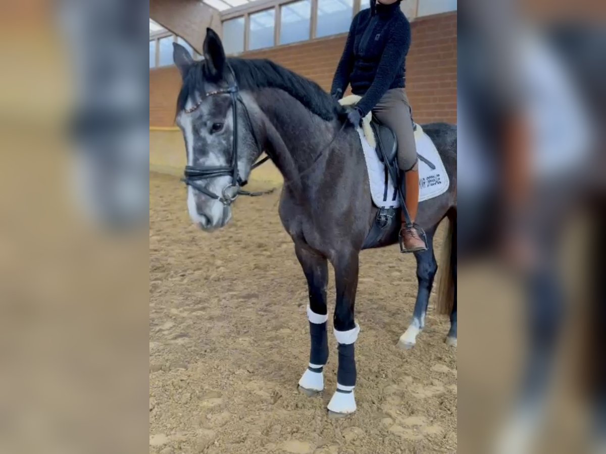 Westfaliano Stallone 4 Anni 167 cm Grigio in Hamm