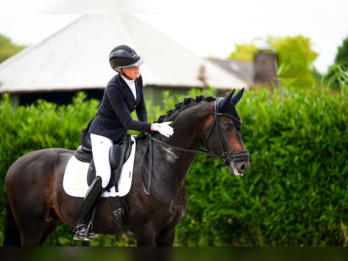 Westfaliano Stallone 5 Anni 170 cm Baio nero in Aalsmeer