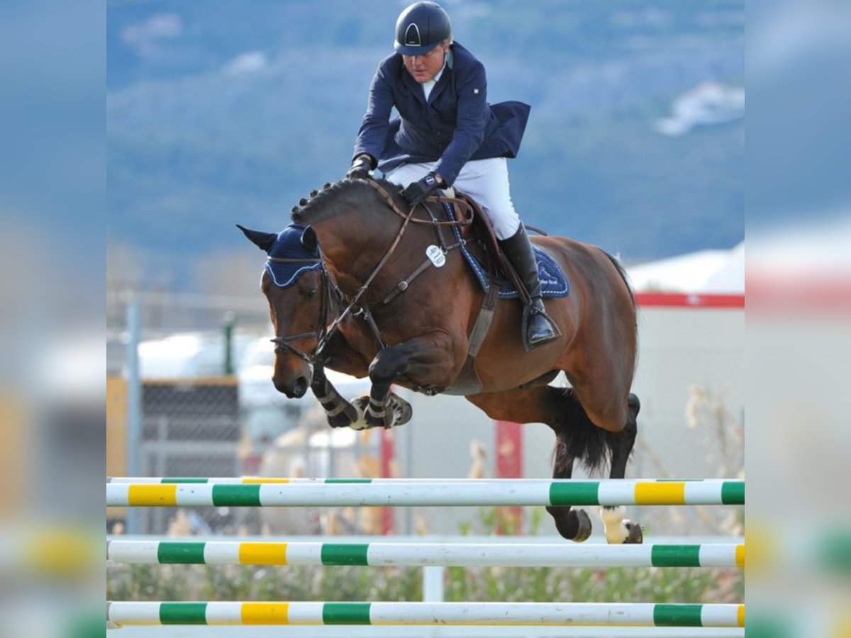 Westfaliano Stallone in Klein Offenseth-Sparrieshoop Westfaliano Stallone in Klein Offenseth-Sparrieshoop