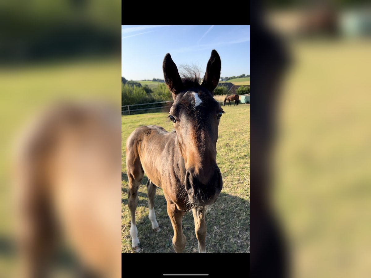 Westfaliano Stallone Puledri (04/2025) 168 cm Baio in Odenthal