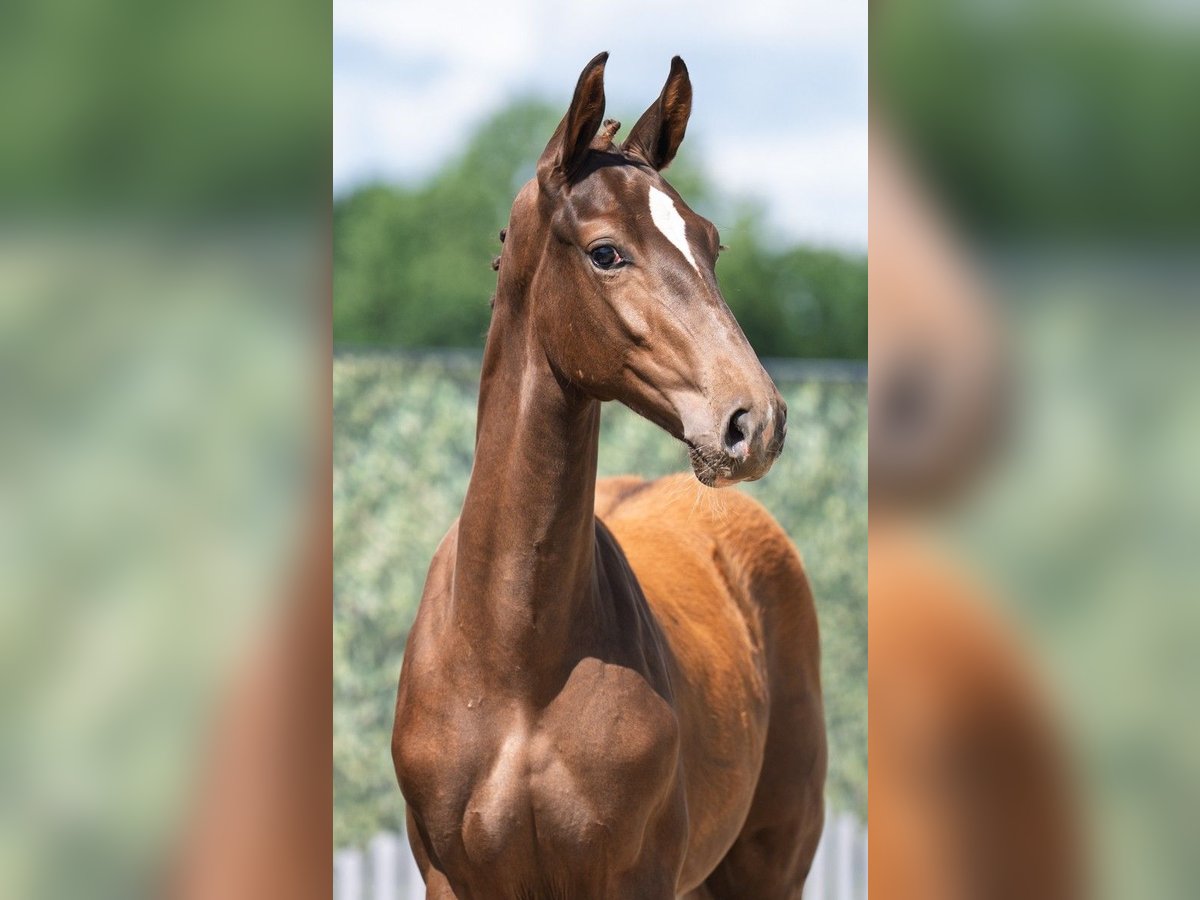 Westfaliano Stallone Puledri (02/2025) 170 cm Sauro scuro in Hopsten