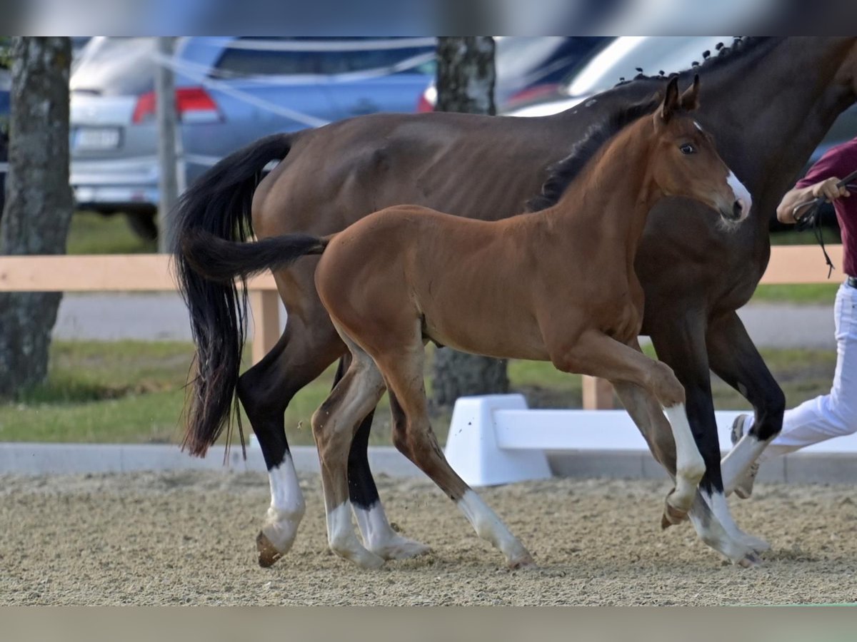 Westfaliano Stallone  174 cm Baio in Bell