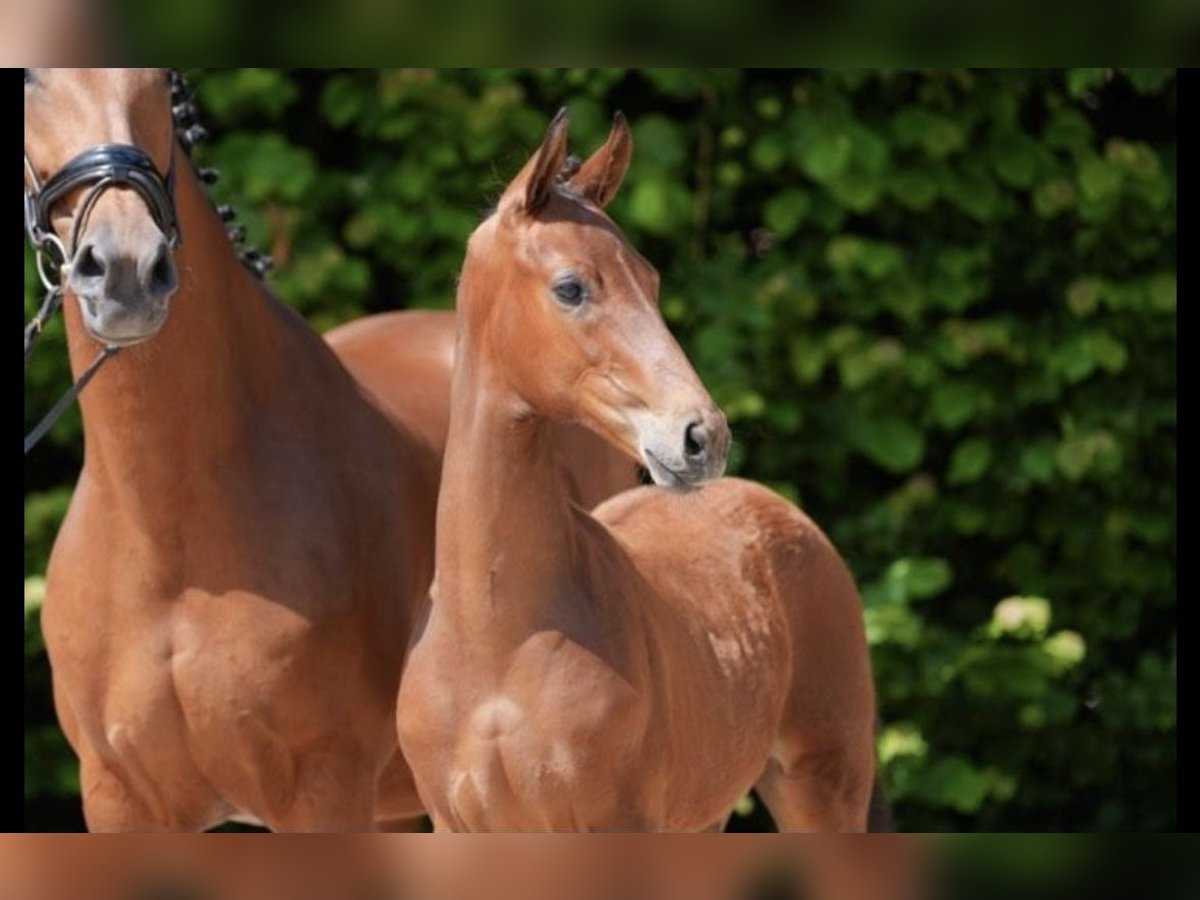 Westfaliano Stallone  Baio in Brakel