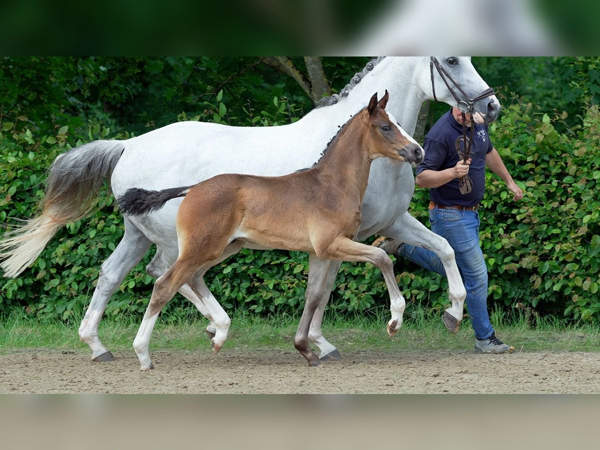 Westfaliano Stallone Puledri
 (01/2024) Baio in Mönchengladbach