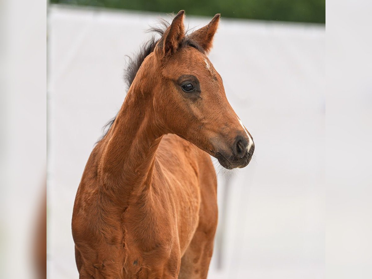 Westfaliano Stallone Puledri (04/2024) Baio in Münster-Handorf