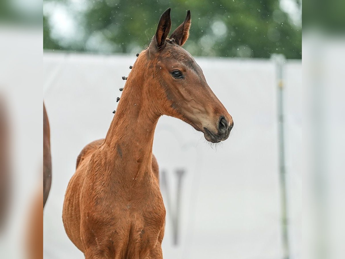 Westfaliano Stallone Puledri (04/2024) Baio in Münster-Handorf