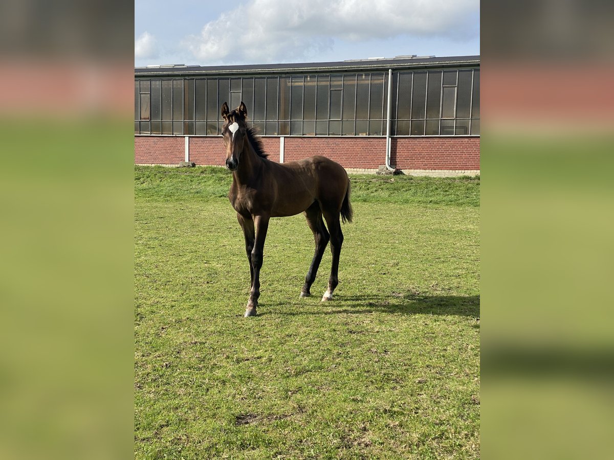 Westfaliano Stallone  Baio in Ascheberg