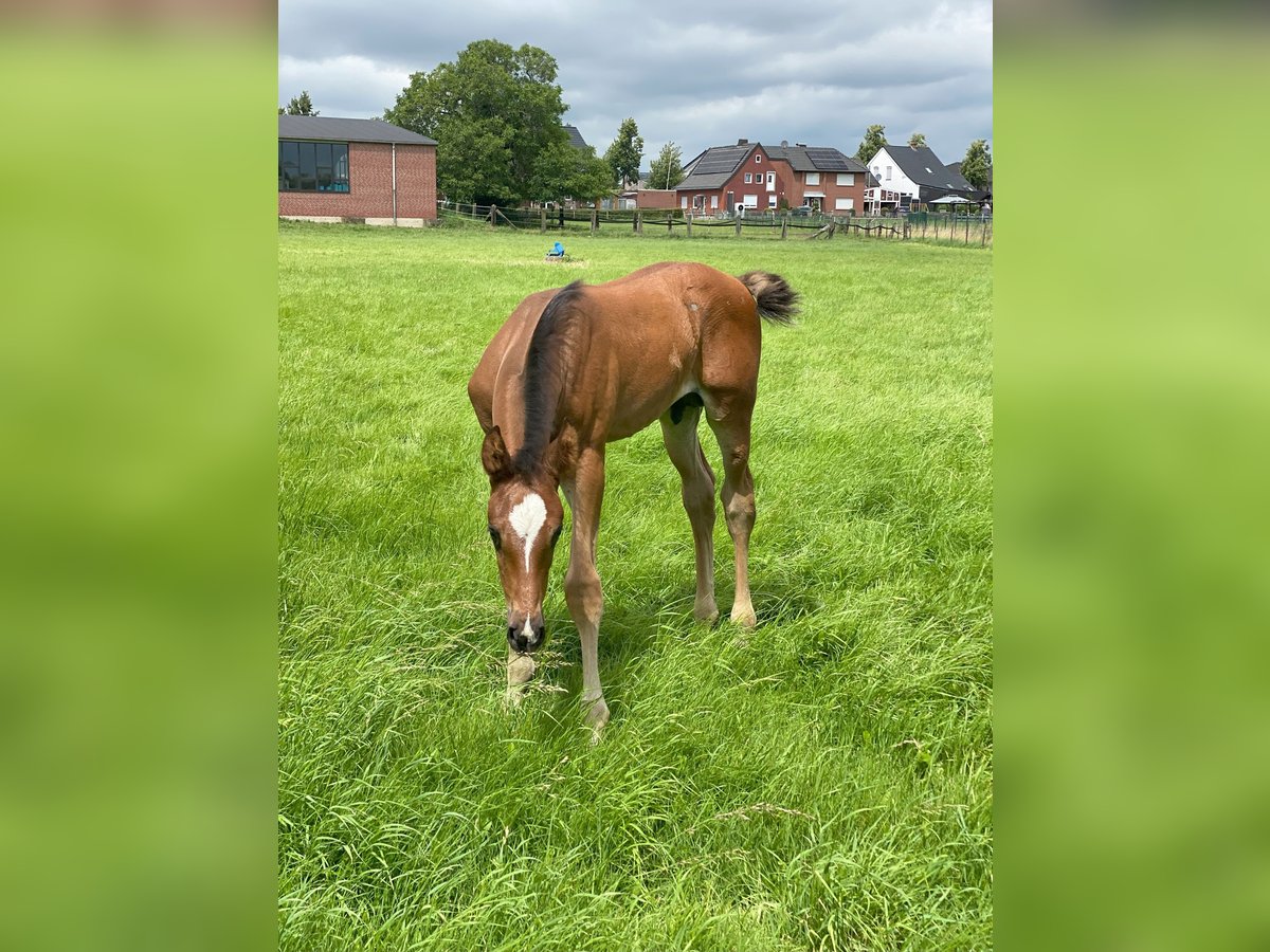 Westfaliano Stallone Puledri
 (06/2024) Baio in Ascheberg