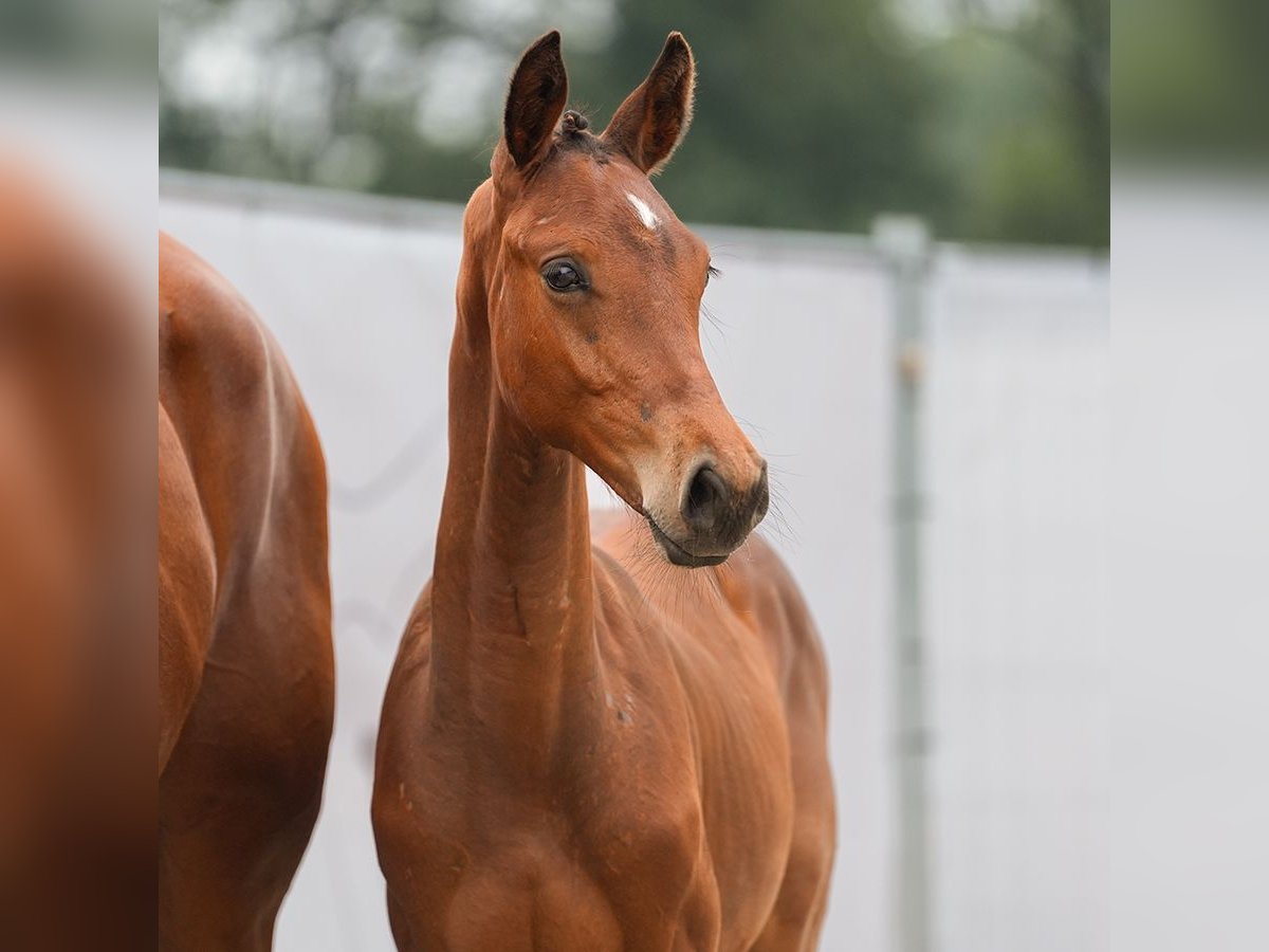 Westfaliano Stallone Puledri
 (03/2024) Baio in Münster-Handorf