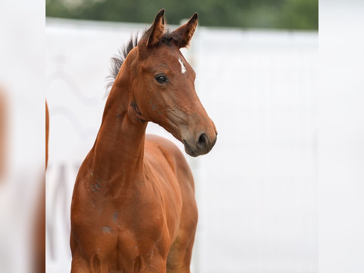 Westfaliano Stallone Puledri
 (06/2024) Baio in Münster-Handorf