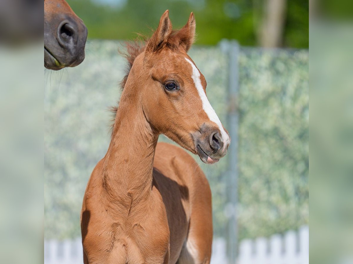 Westfaliano Stallone  Falbo in Mnster-Handorf