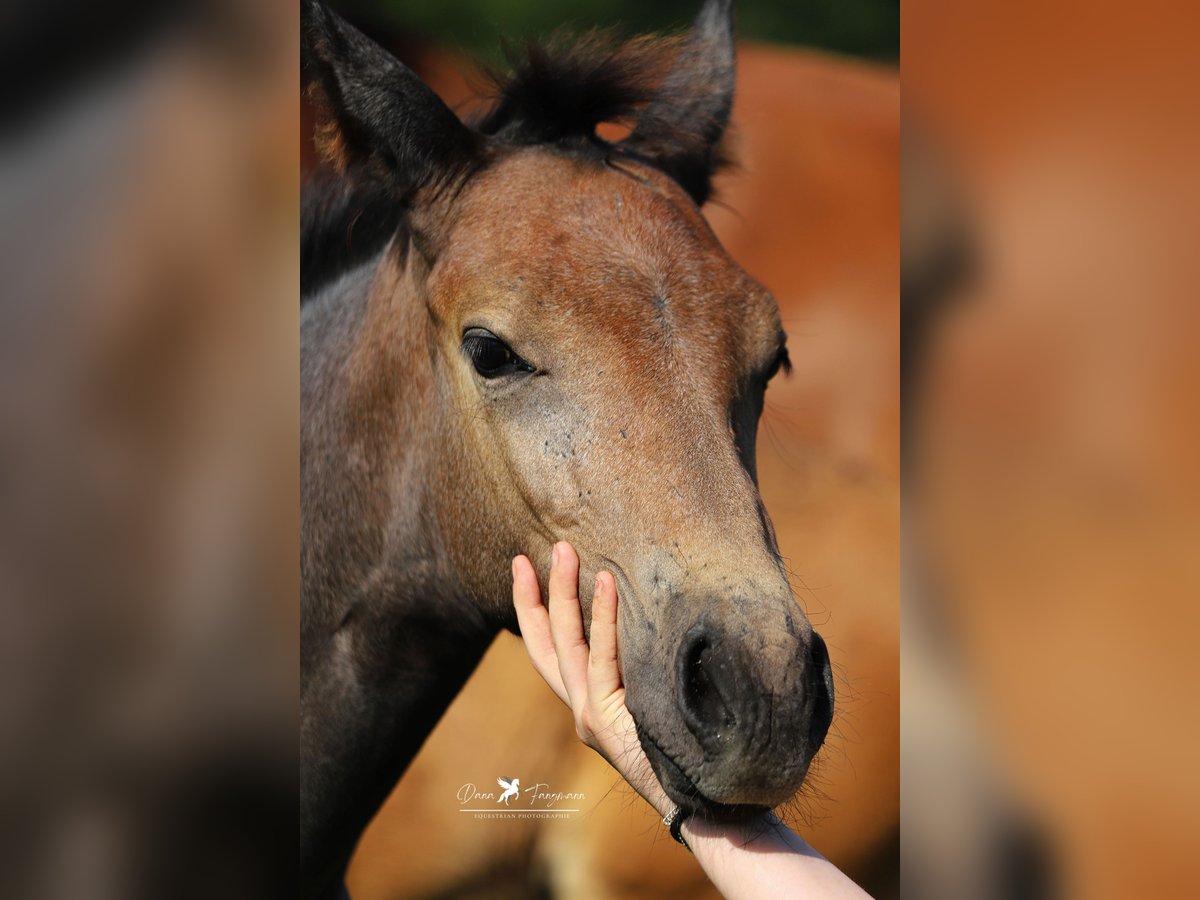 Westfaliano Stallone Puledri (04/2024) Grigio in Neuenkirchen-Vörden