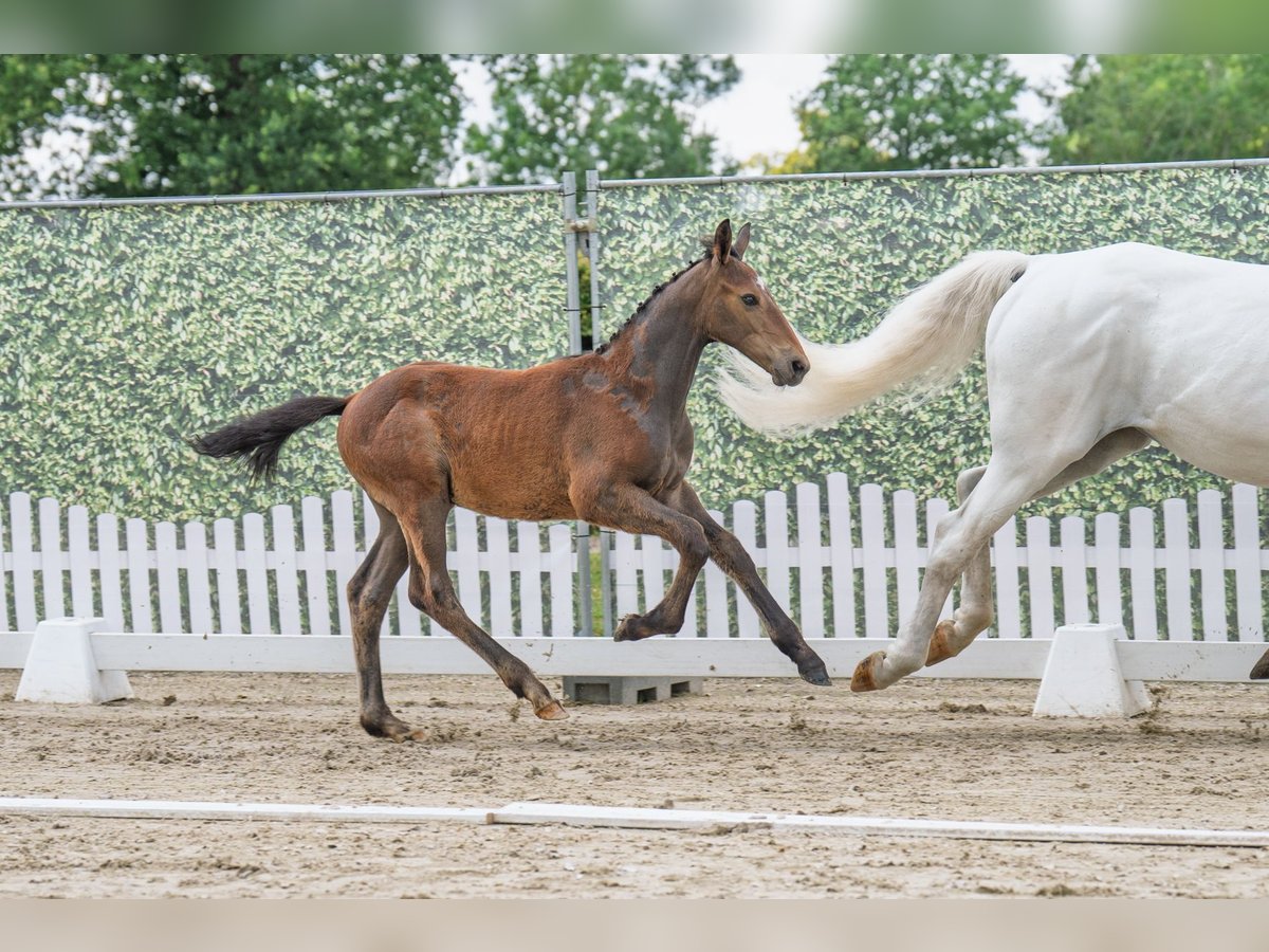 Westfaliano Stallone  Grigio in Beelen