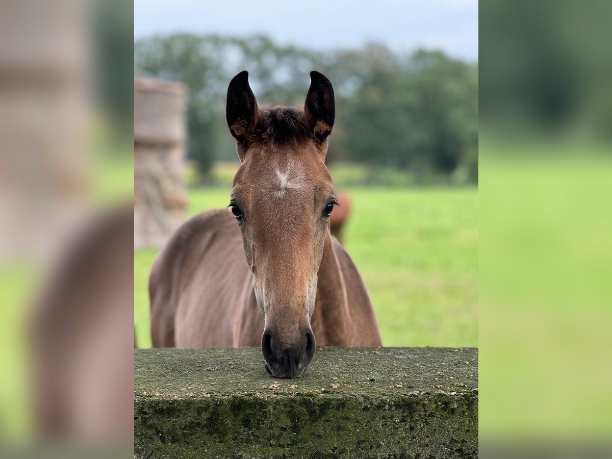 Westfaliano Stallone Puledri (04/2024) Grigio in Neuenkirchen-Vörden