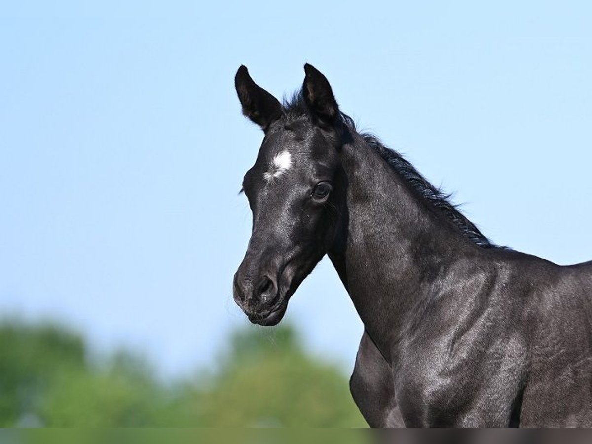 Westfaliano Stallone  Morello in Reichenwalde