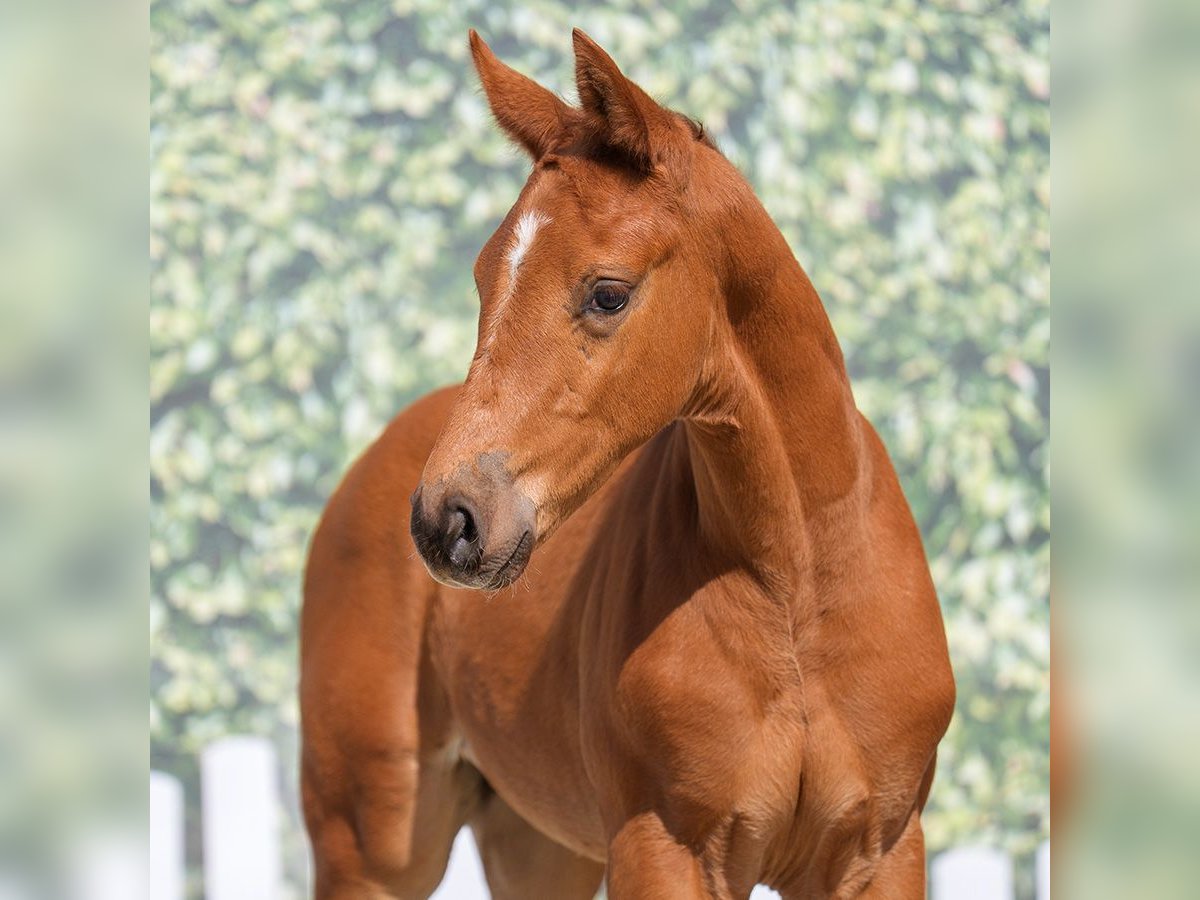 Westfaliano Stallone  Sauro in Mnster-Handorf