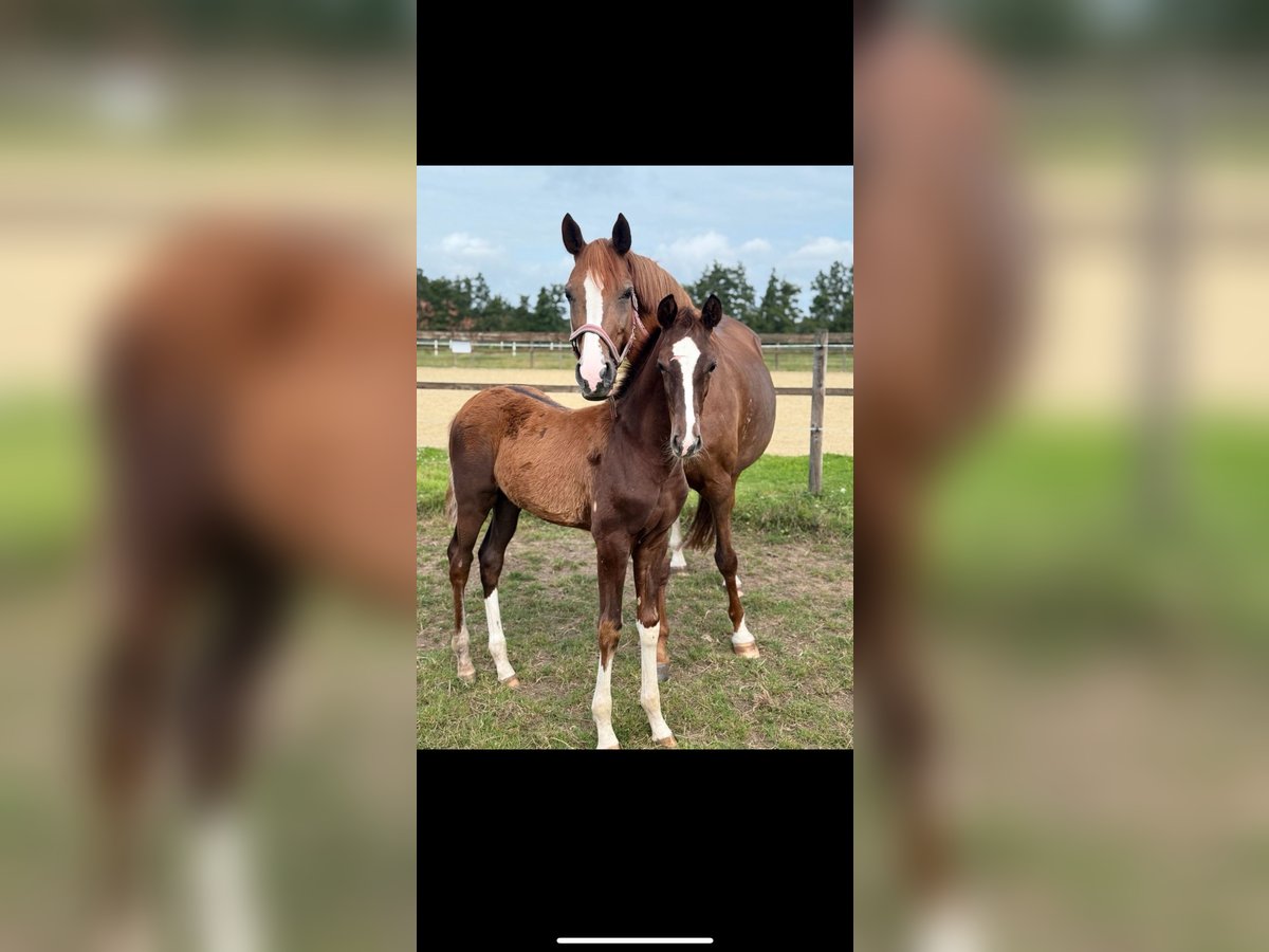 Westfaliano Stallone Puledri (04/2025) Sauro scuro in L&#xFC;dinghausen