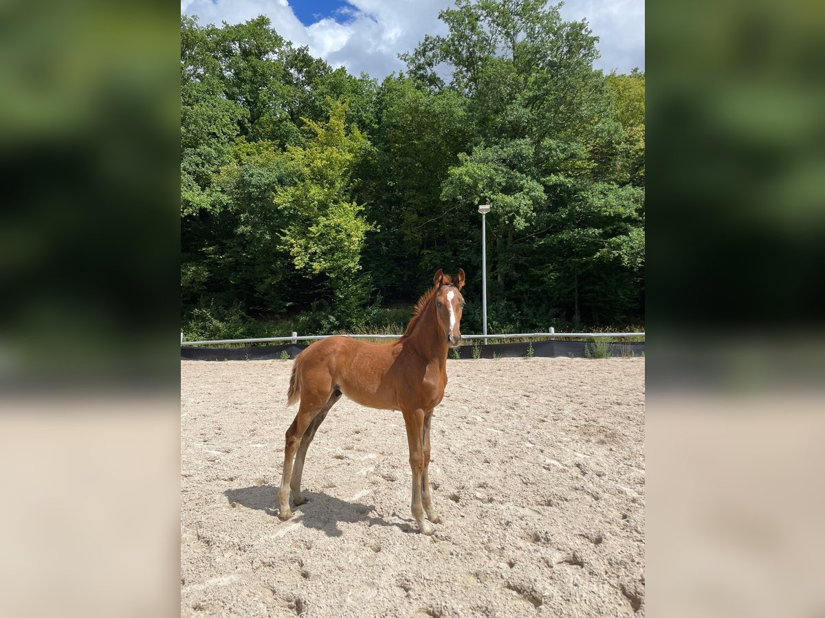 Westfaliano Stallone Puledri (05/2025) Sauro scuro in Ramsen