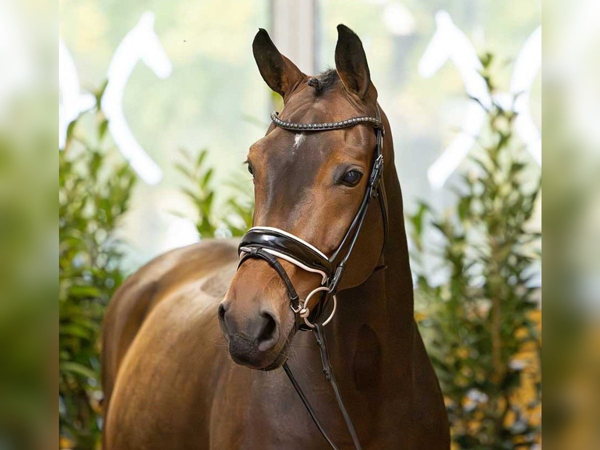 Westfaliano Yegua 10 años 169 cm Castaño in Loxstedt