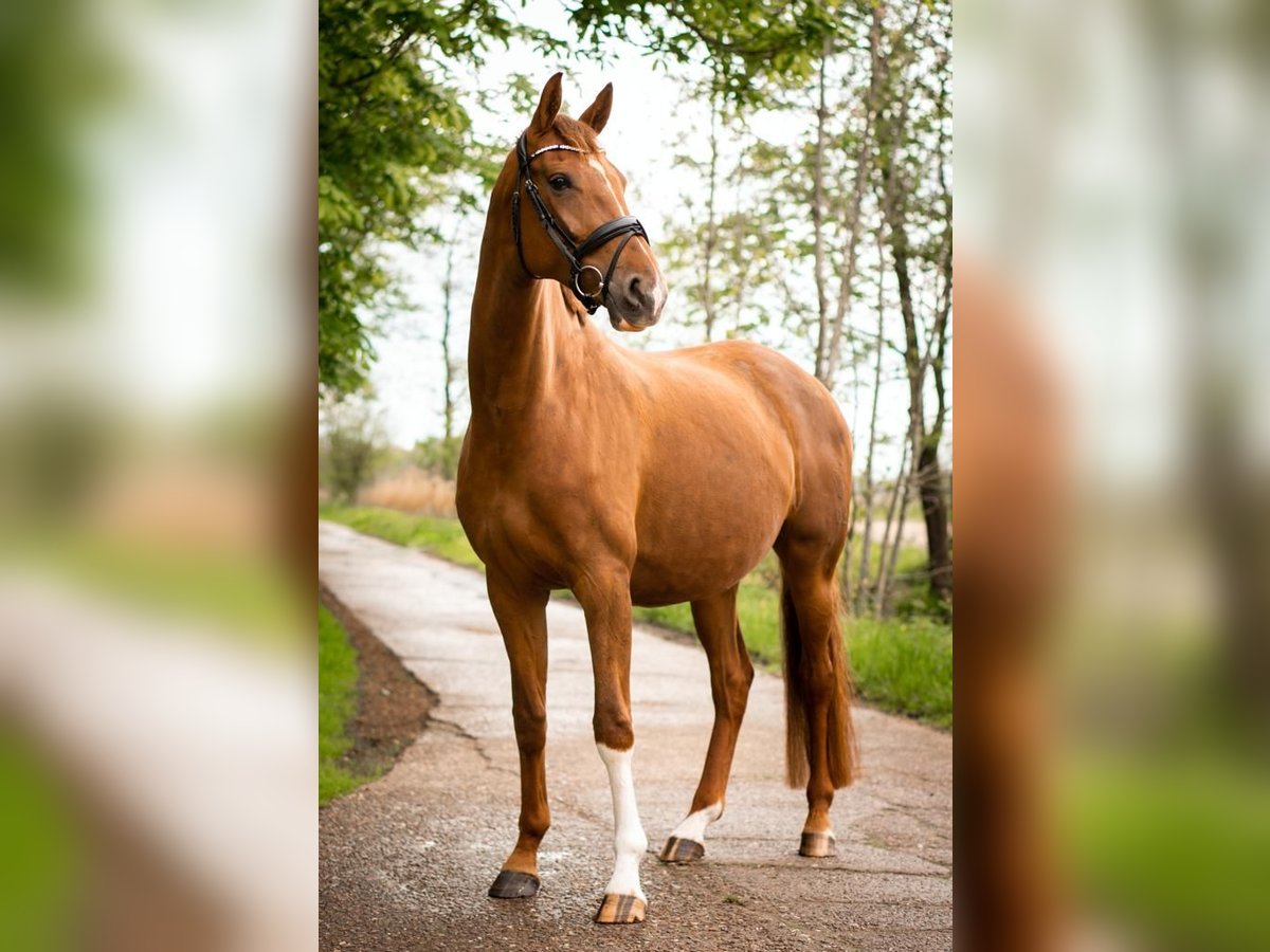 Westfaliano Yegua 10 años 175 cm Alazán-tostado in Butjadingen