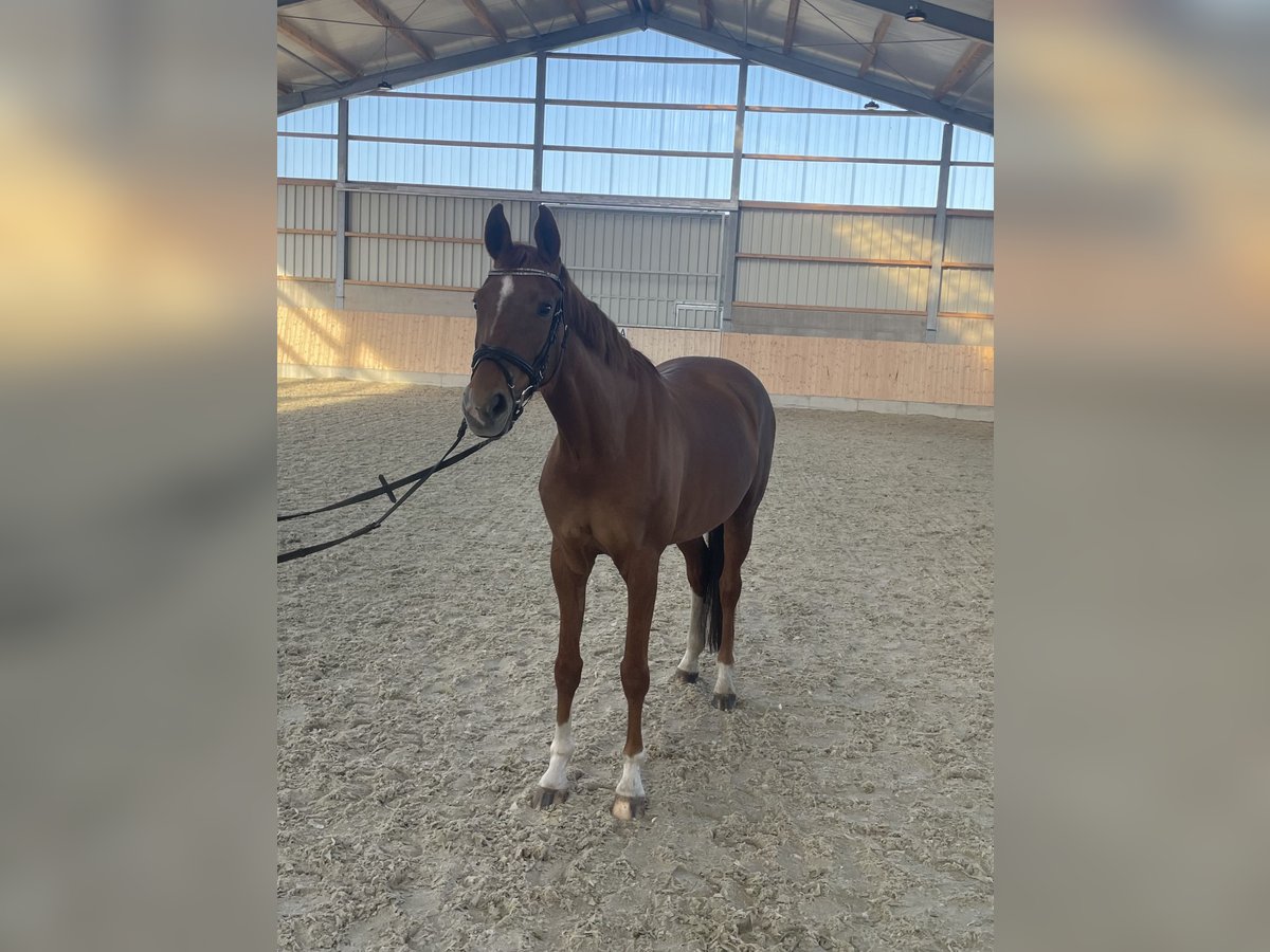 Westfaliano Yegua 11 años 160 cm Alazán in Warendorf