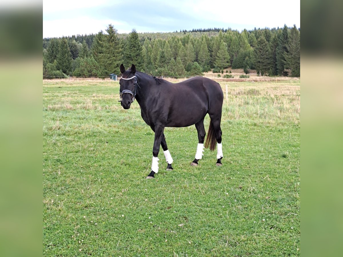 Westfaliano Yegua 12 años 165 cm Negro in Marienberg