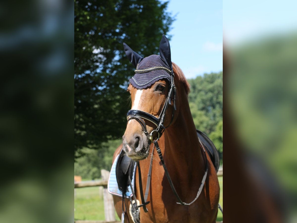 Westfaliano Yegua 13 años 164 cm Alazán in Lippstadt