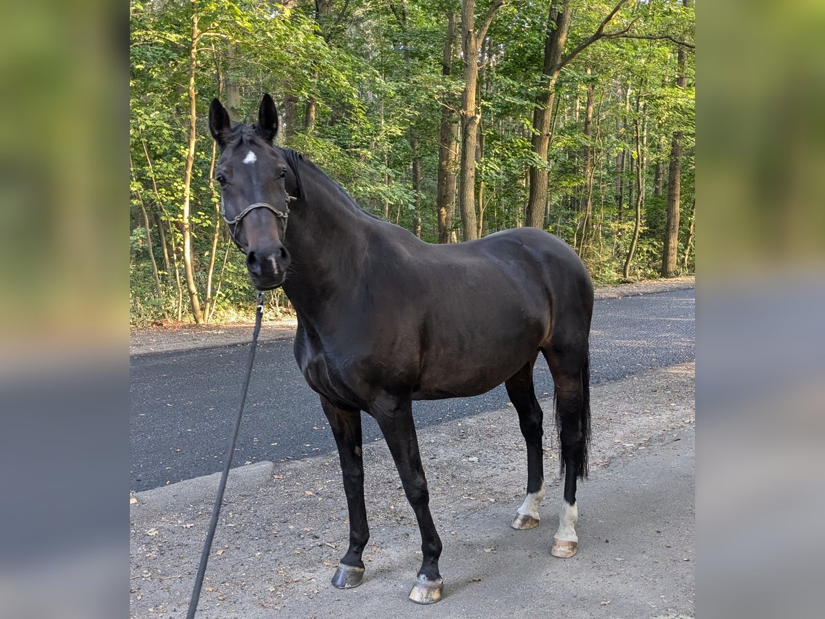 Westfaliano Yegua 13 años 168 cm Morcillo in Norderstedt