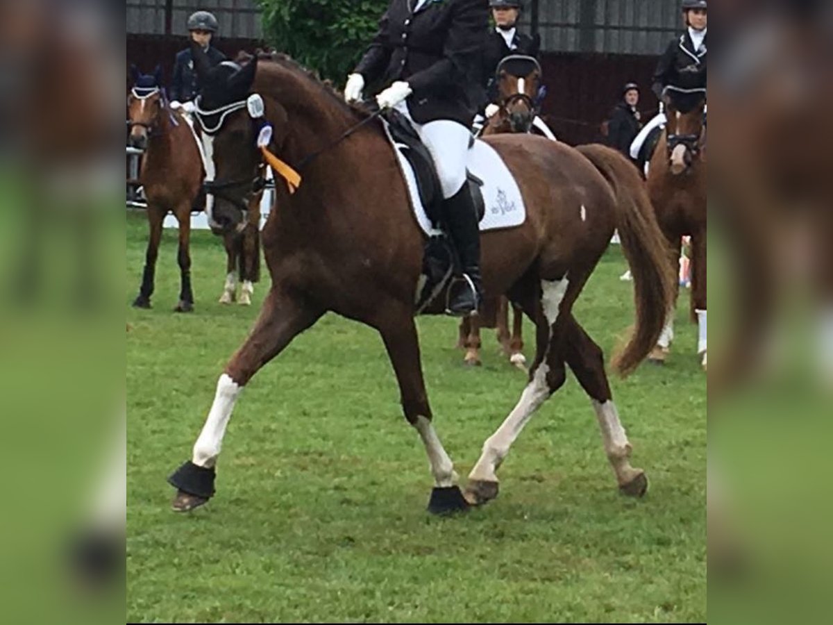 Westfaliano Yegua 15 años 165 cm Alazán-tostado in Verl