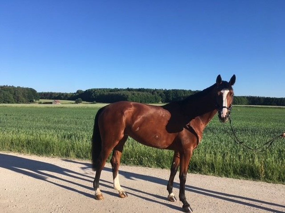 Westfaliano Yegua 16 años 168 cm Castaño in Forchheim