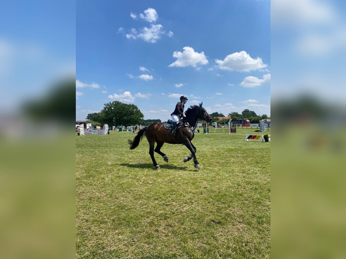 Westfaliano Yegua 16 años 170 cm Castaño oscuro in Steinfurt