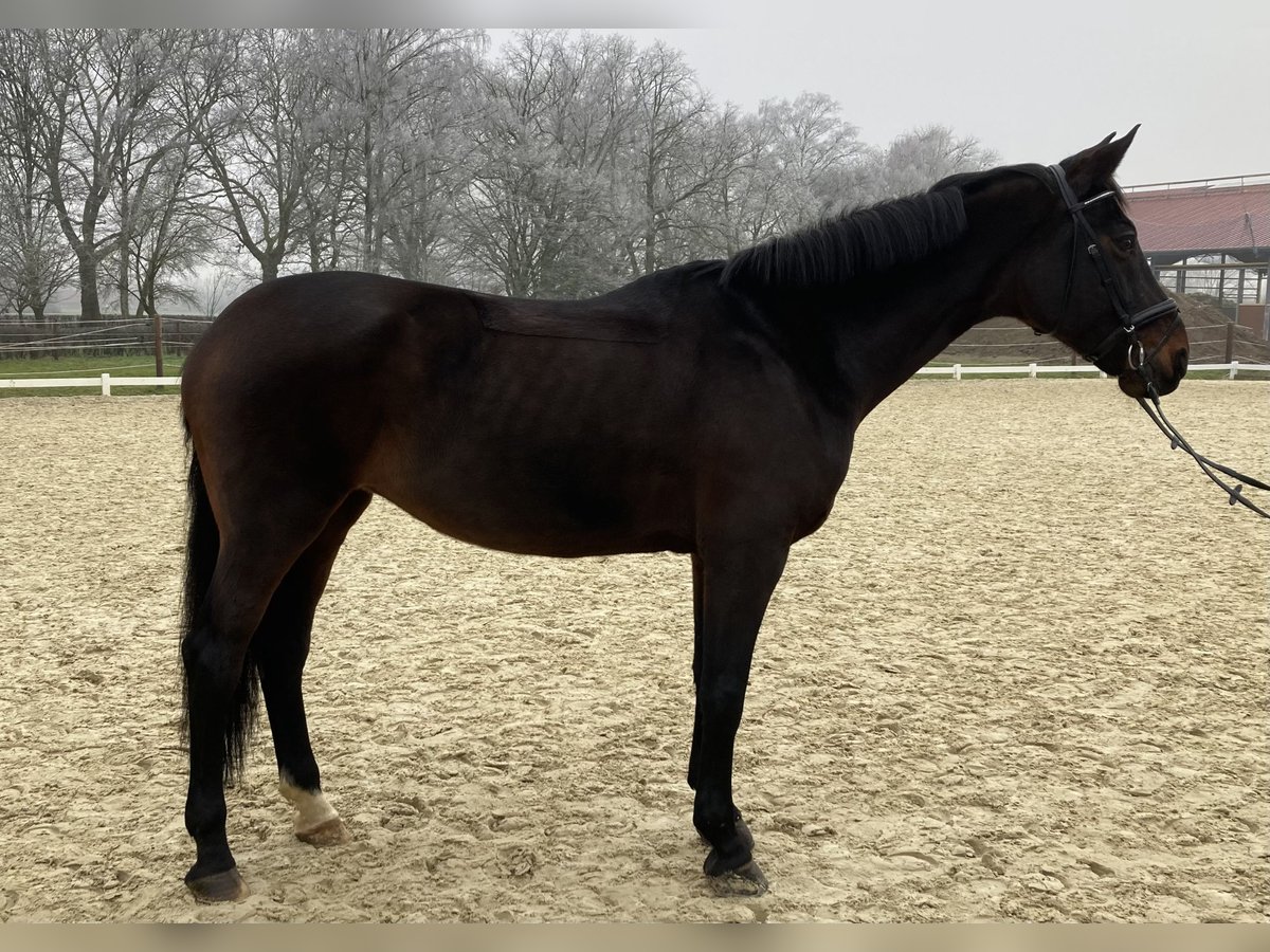 Westfaliano Yegua 17 años 172 cm Castaño oscuro in Münster