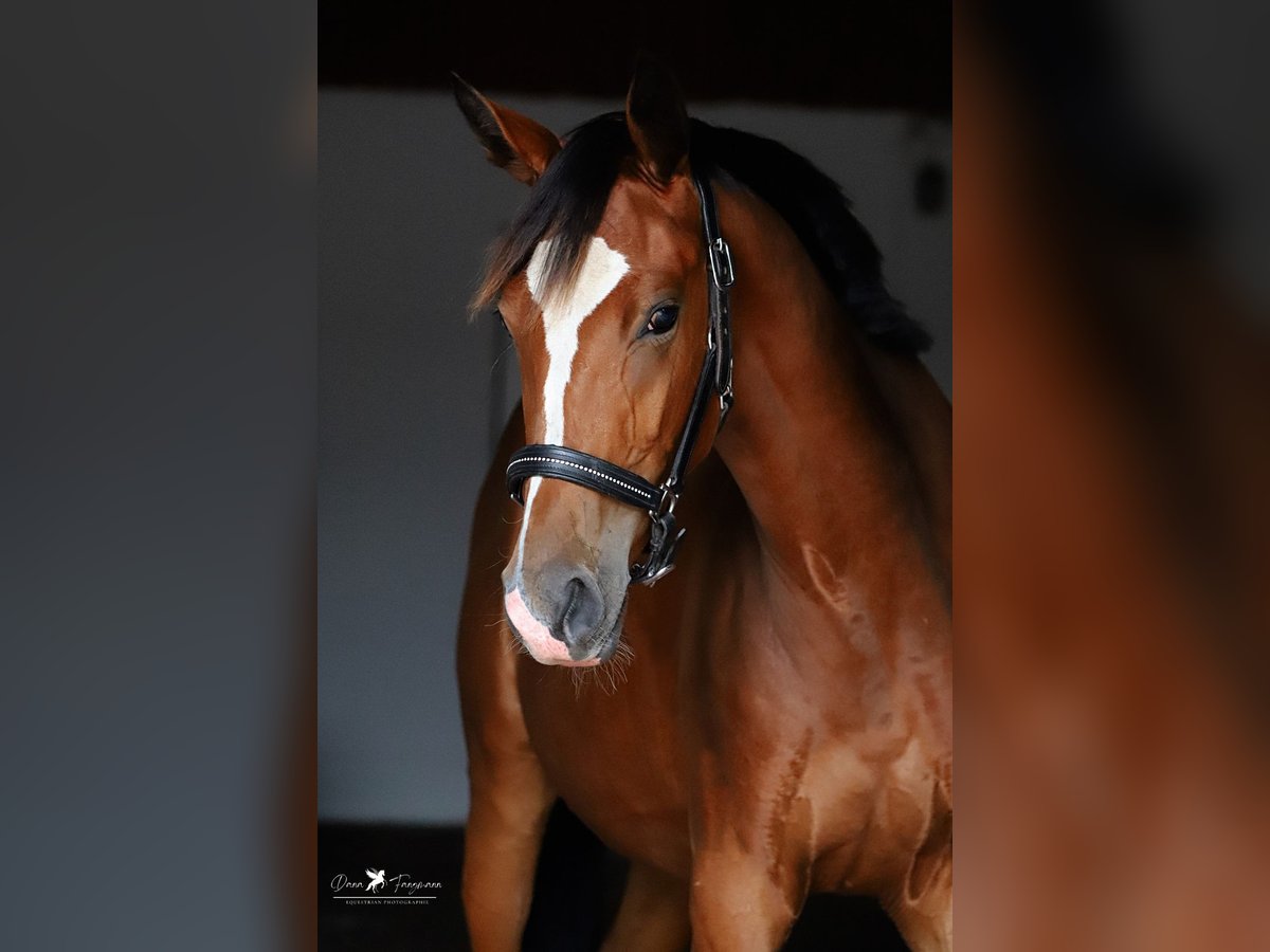 Westfaliano Yegua 2 años Castaño in Neuenkirchen-Vörden