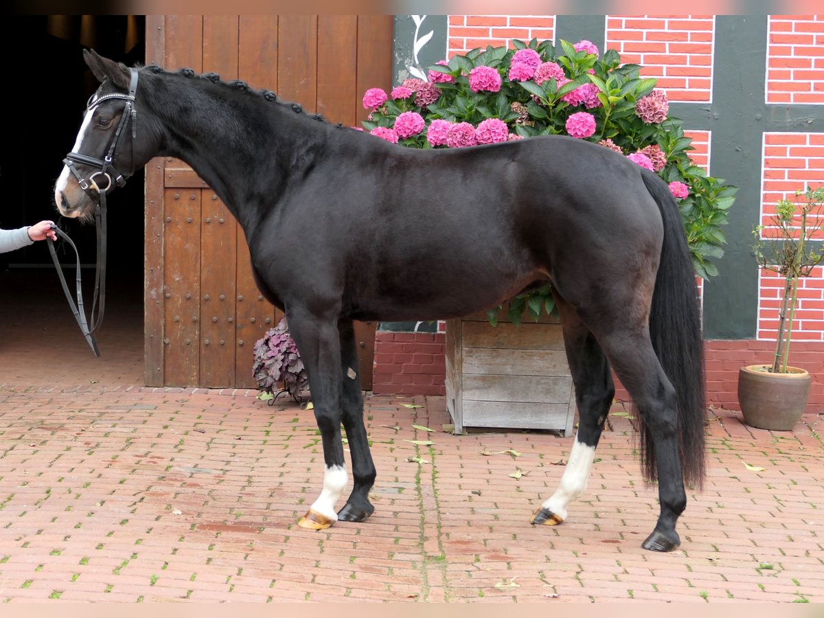 Westfaliano Yegua 3 años 155 cm Castaño oscuro in Cappeln (Oldenburg)