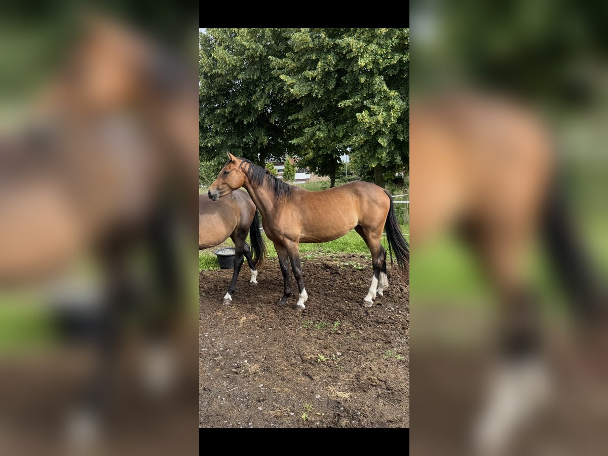 Westfaliano Yegua 3 años 158 cm Castaño in Warendorf