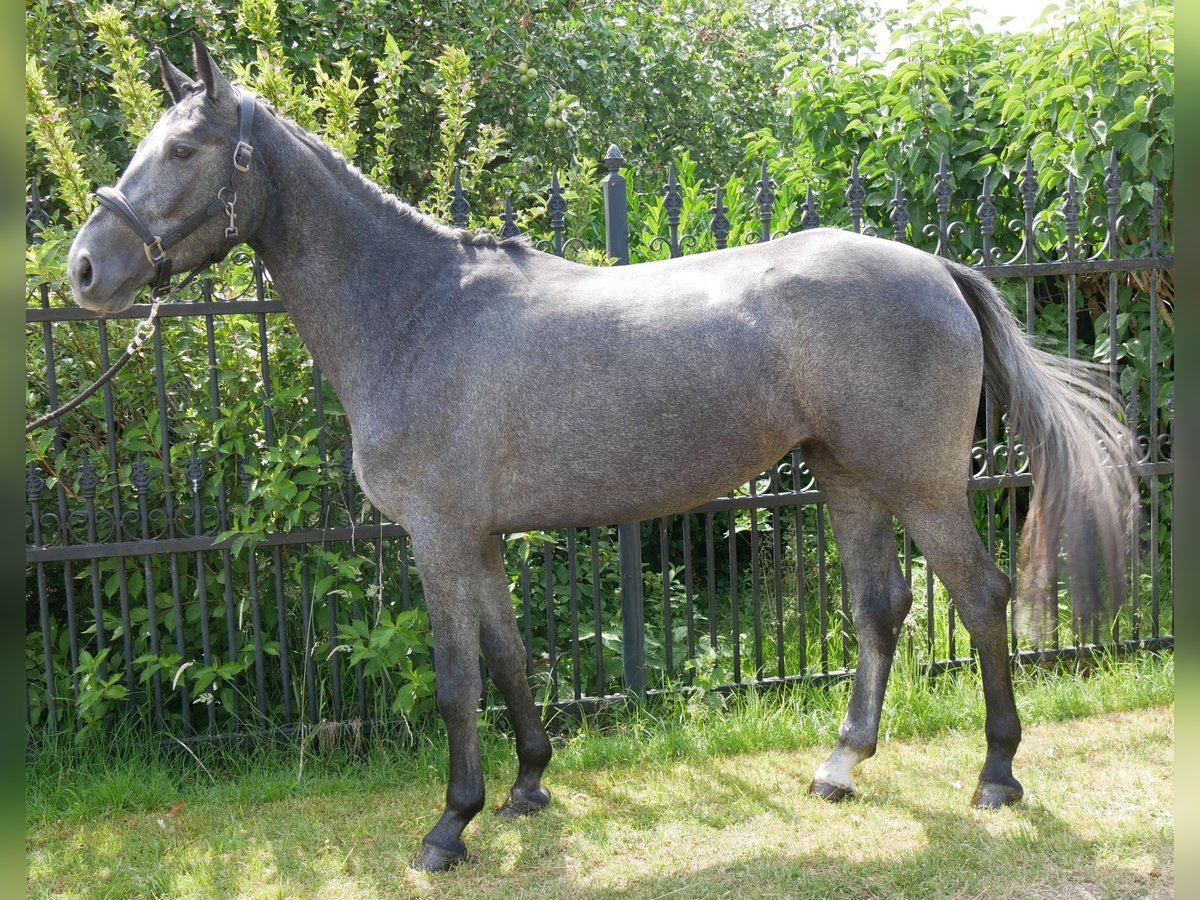 Westfaliano Yegua 3 años 160 cm in Dorsten