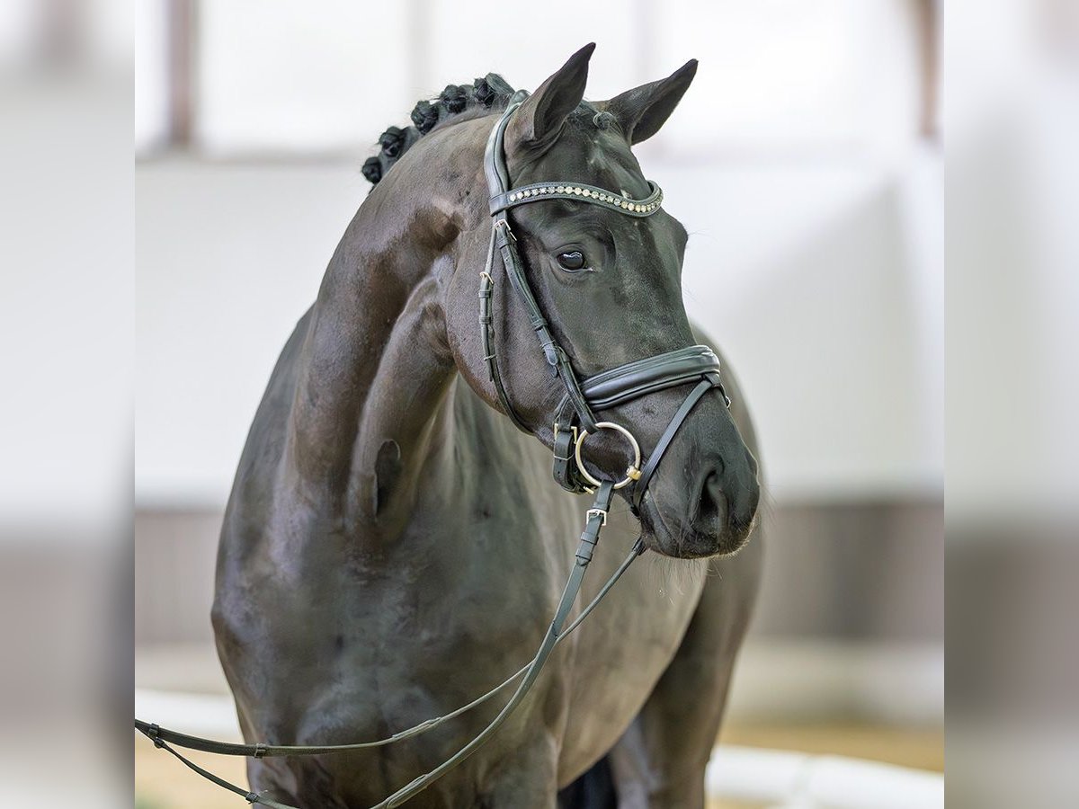 Westfaliano Yegua 3 años 162 cm Negro in M&#xFC;nster-Handorf