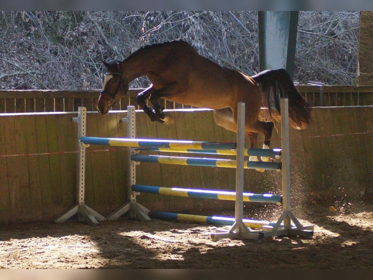 Westfaliano Yegua 3 años 163 cm Castaño in Wipperfürth